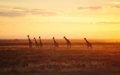 Le safari en Tanzanie, un voyage de rêve